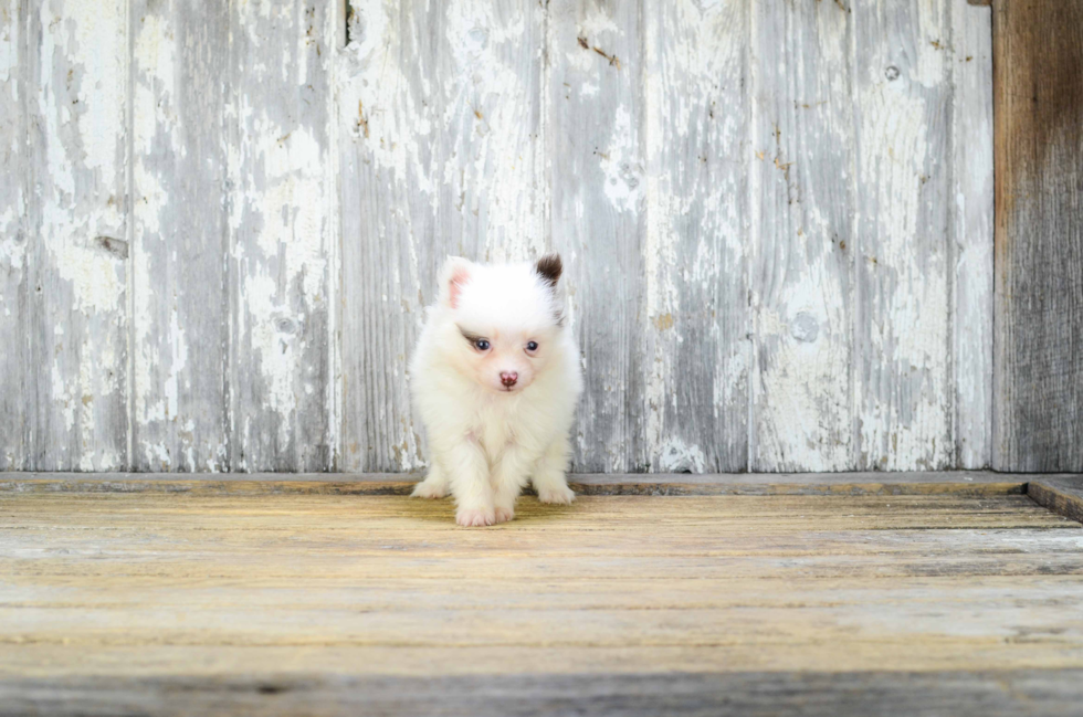 Pomeranian Puppy for Adoption