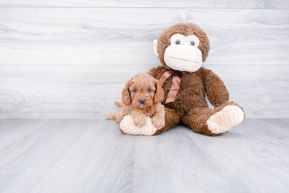 Best Cavapoo Baby