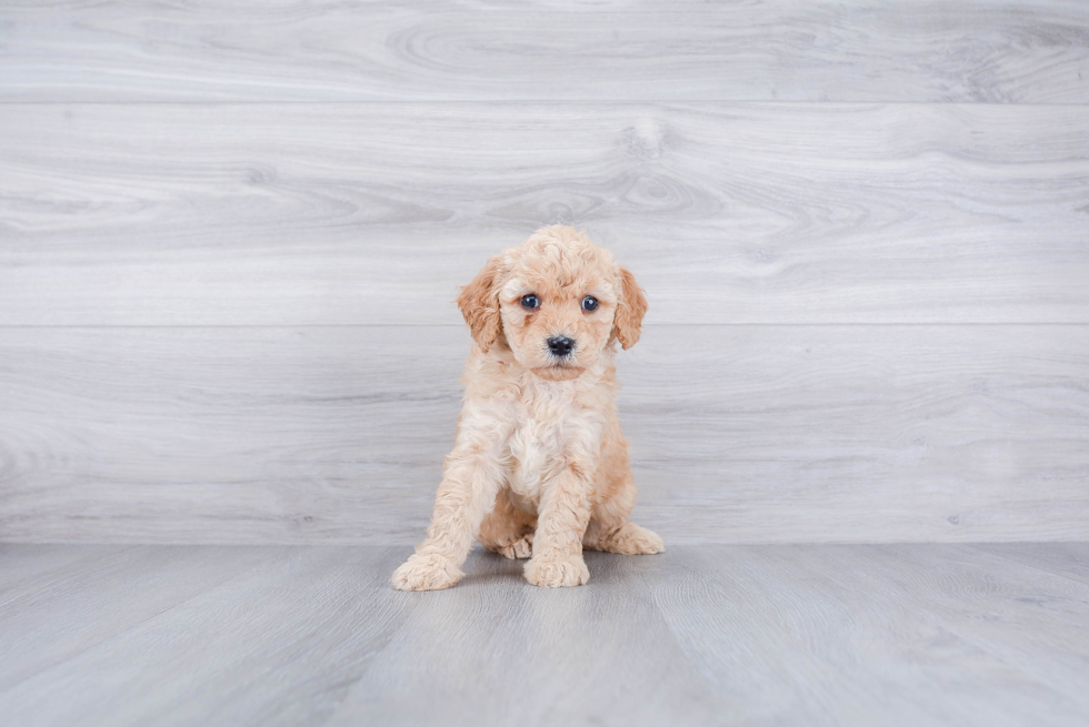 Fluffy Mini Goldendoodle Poodle Mix Pup