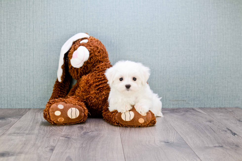 Maltese Pup Being Cute