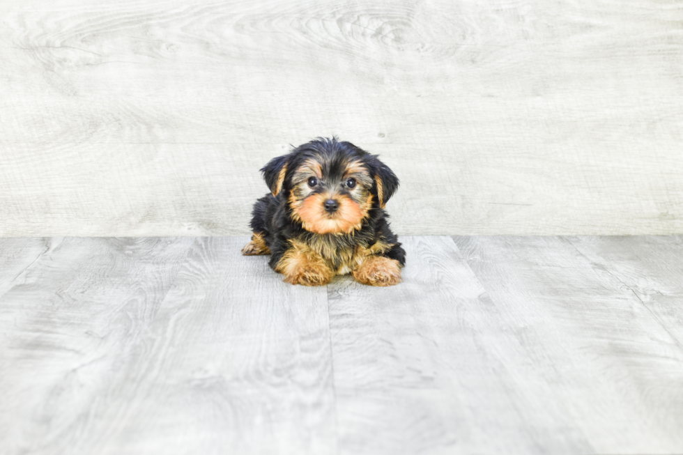 Meet Timmy - our Yorkshire Terrier Puppy Photo 