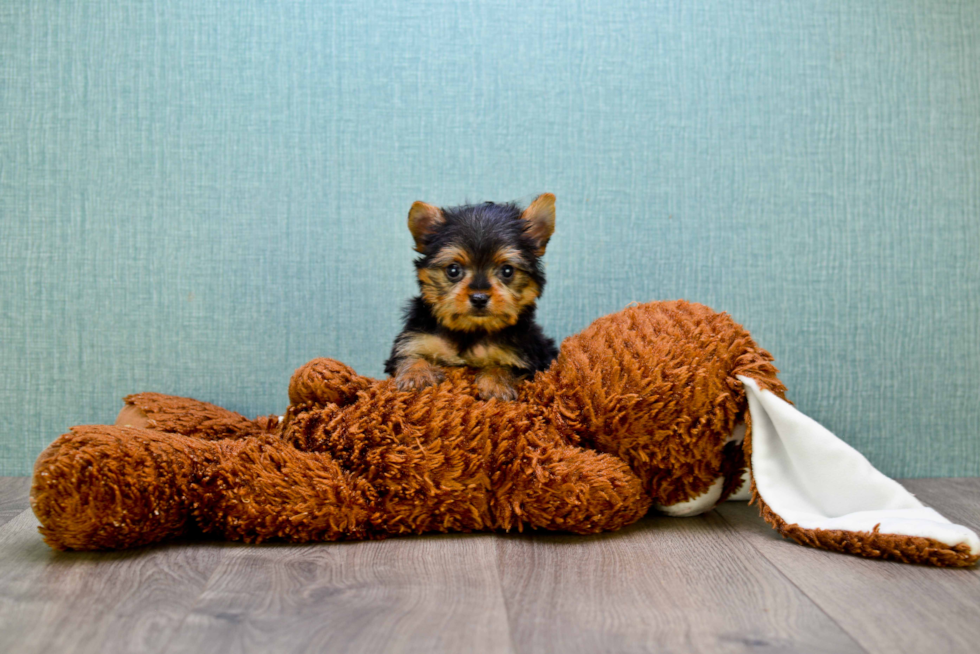 Meet Joey - our Yorkshire Terrier Puppy Photo 