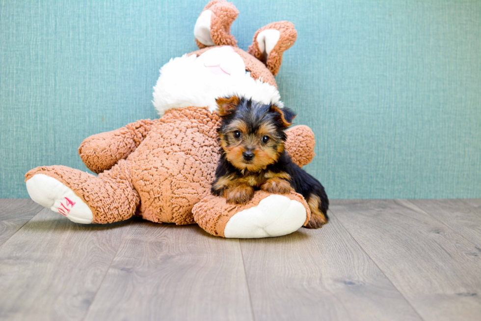 Meet Timmy - our Yorkshire Terrier Puppy Photo 