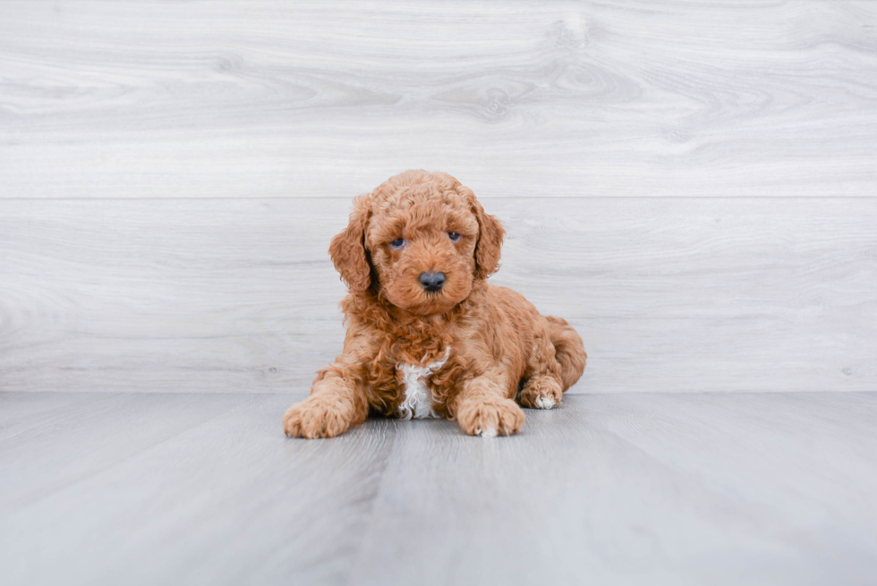 Mini Goldendoodle Puppy for Adoption