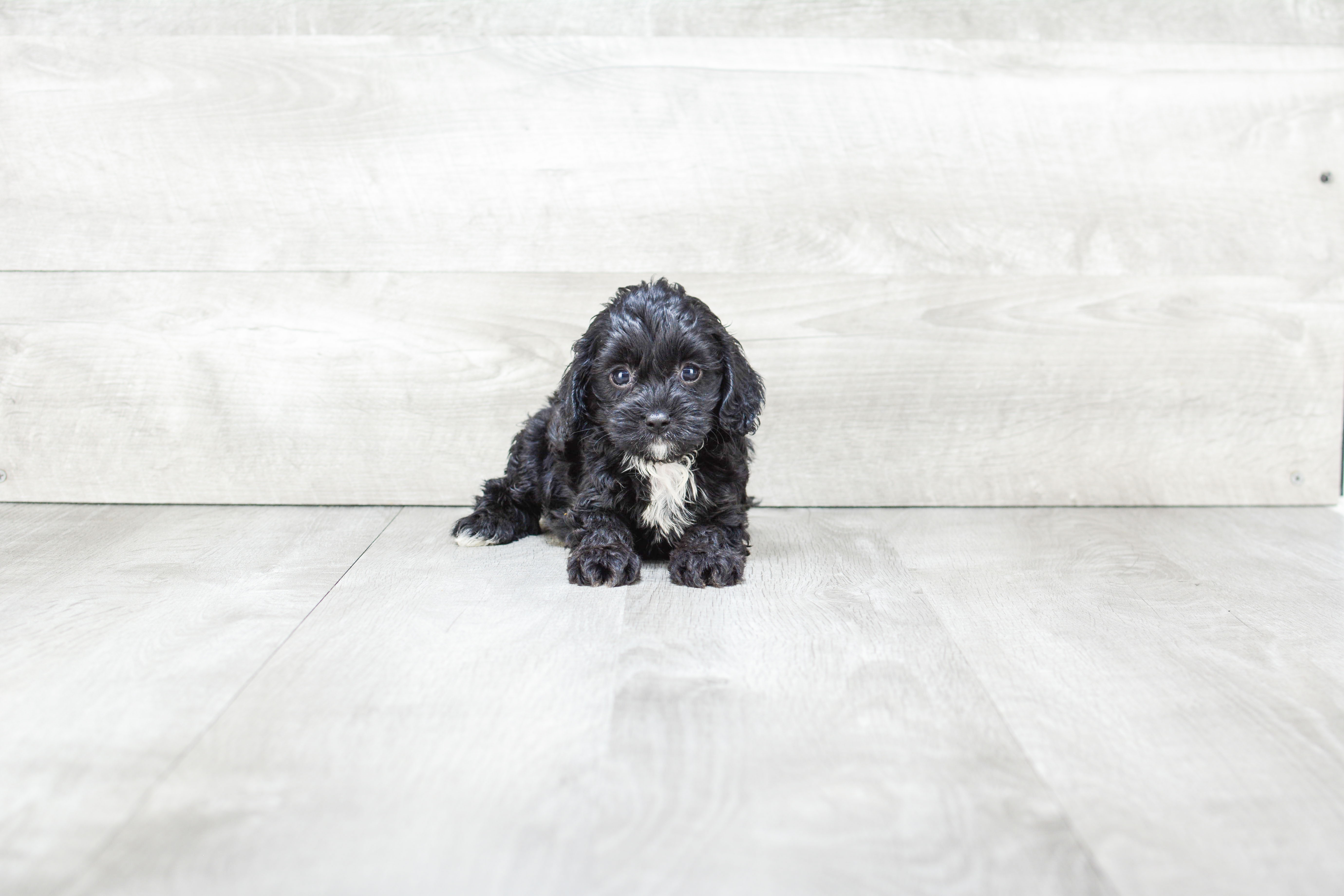 Cavapoo Pup Being Cute