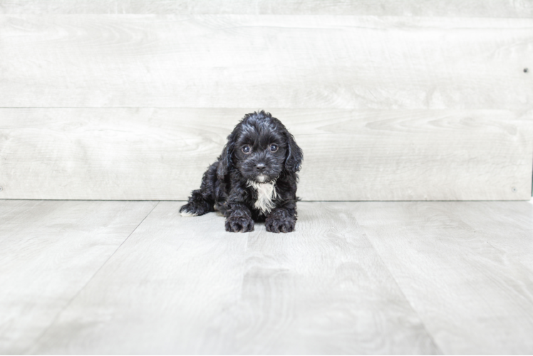 Cavapoo Pup Being Cute