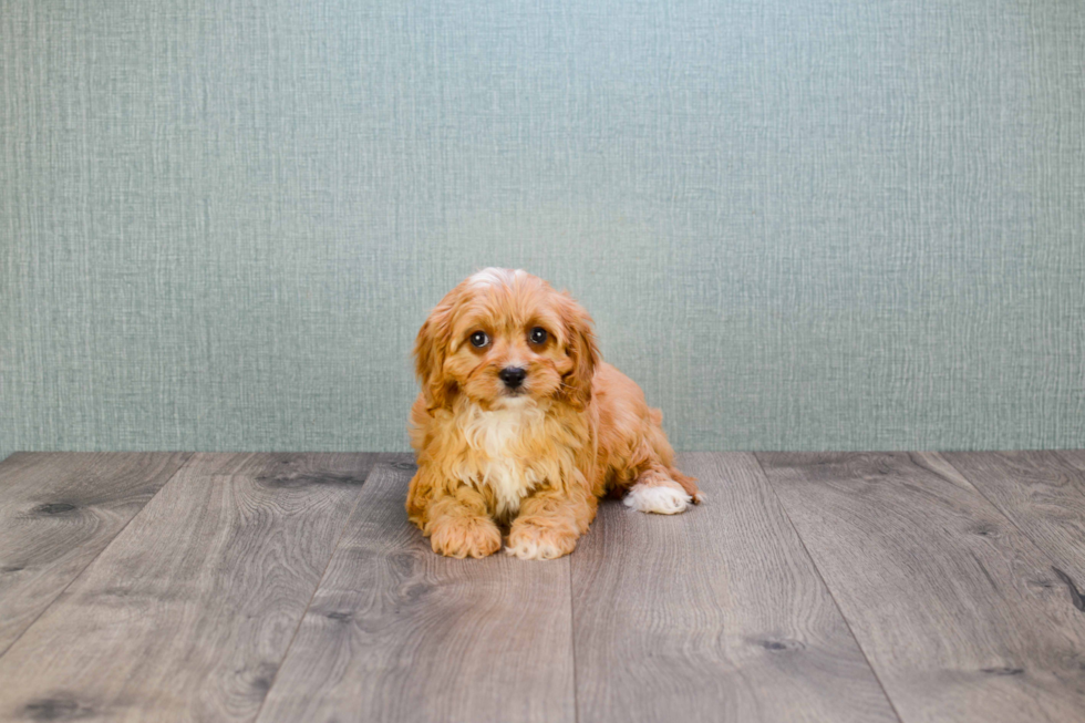 Funny Cavapoo Poodle Mix Pup