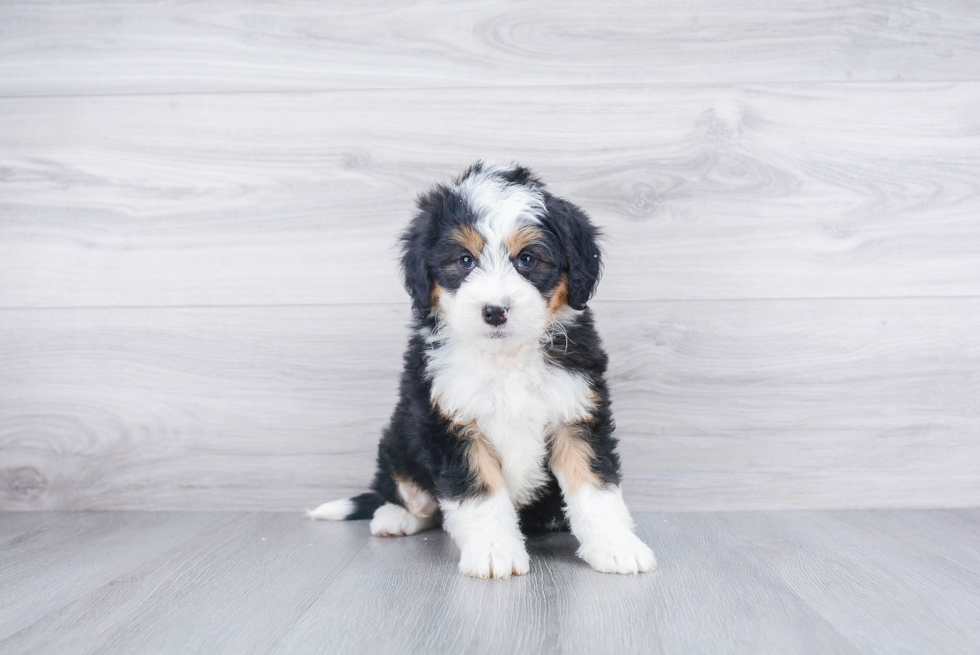 Best Mini Bernedoodle Baby