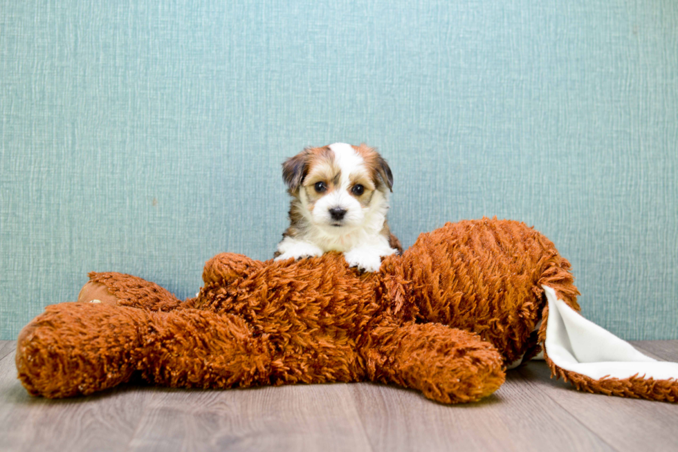 Morkie Pup Being Cute