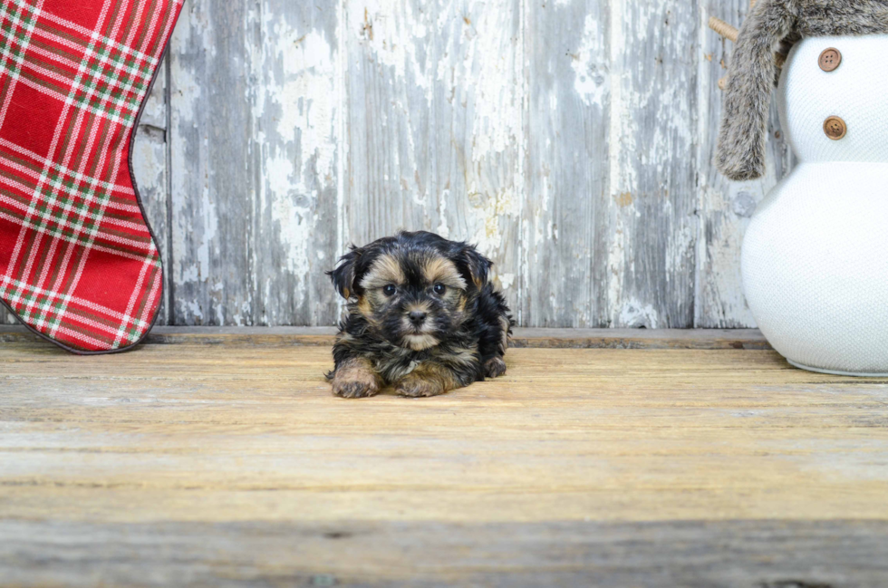 Funny Morkie Designer Pup