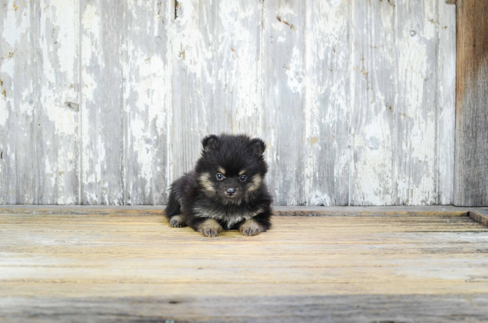 Akc Registered Pomeranian Purebred Pup