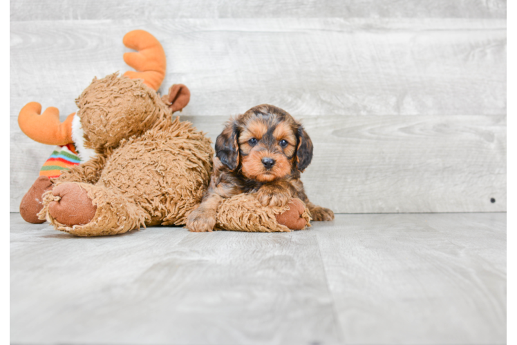 Cavapoo Pup Being Cute