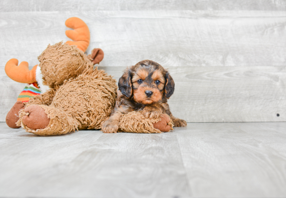 Cavapoo Pup Being Cute