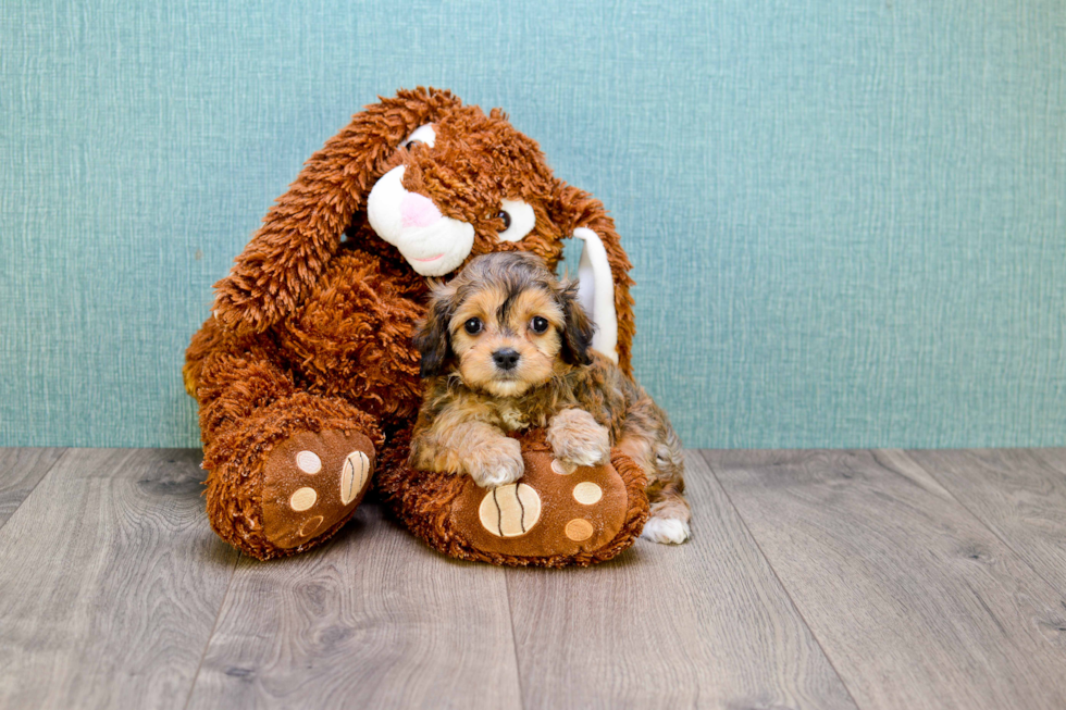 Meet Charlie - our Cavachon Puppy Photo 