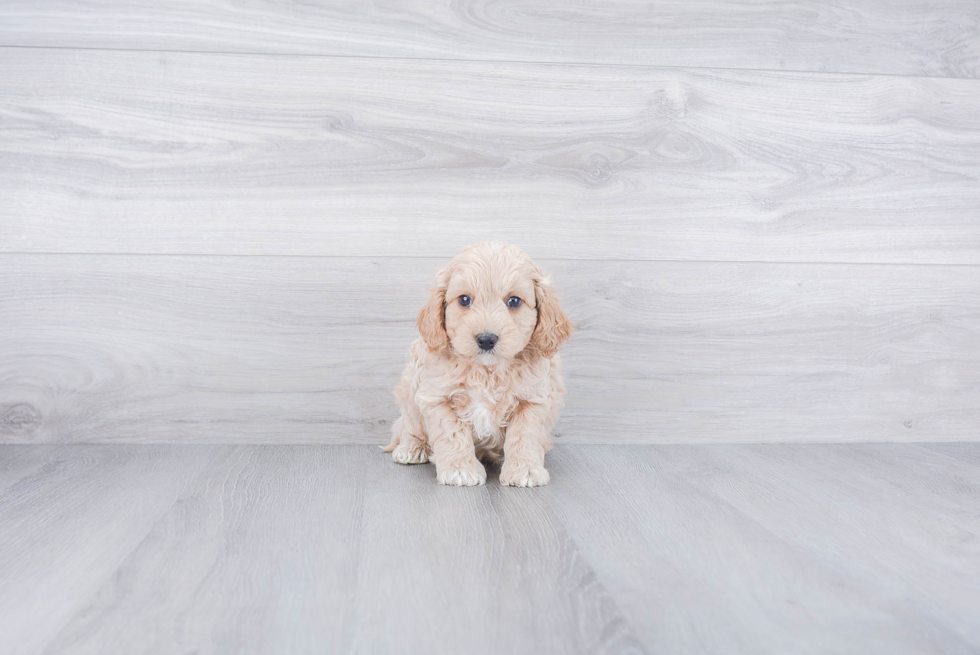 Friendly Cockapoo Baby