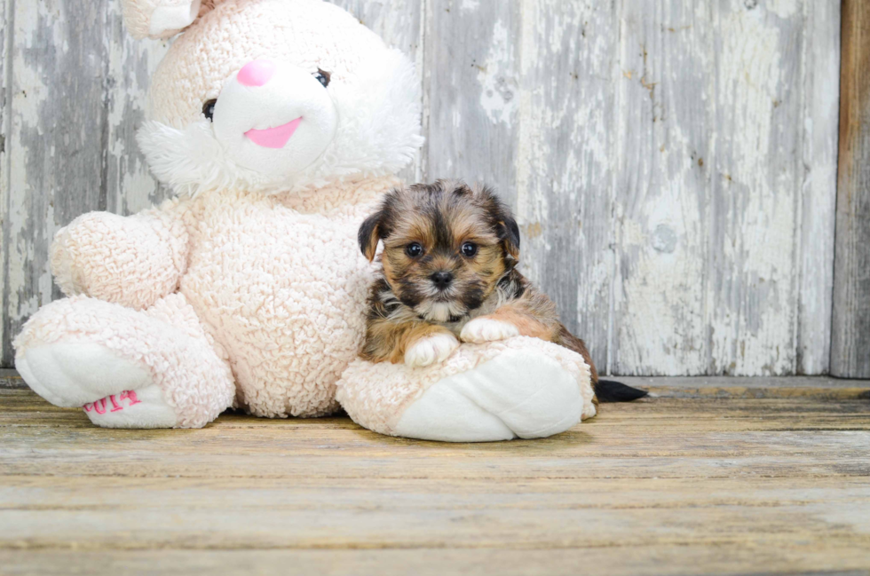 Sweet Shorkie Baby