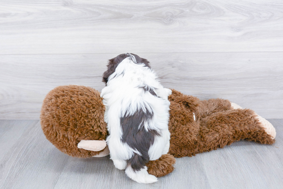 Petite Havanese Purebred Puppy