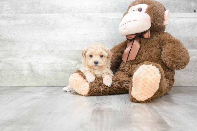 Little Maltepoo Poodle Mix Puppy