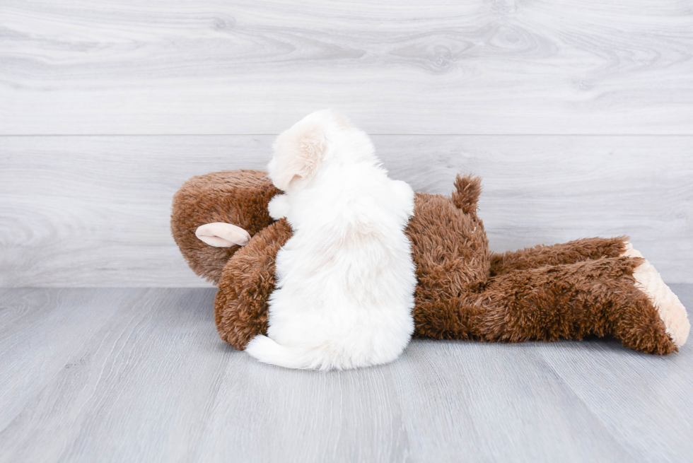 Sweet Havanese Purebred Puppy