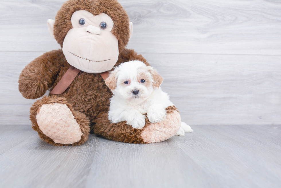 Energetic Maltese Poodle Poodle Mix Puppy