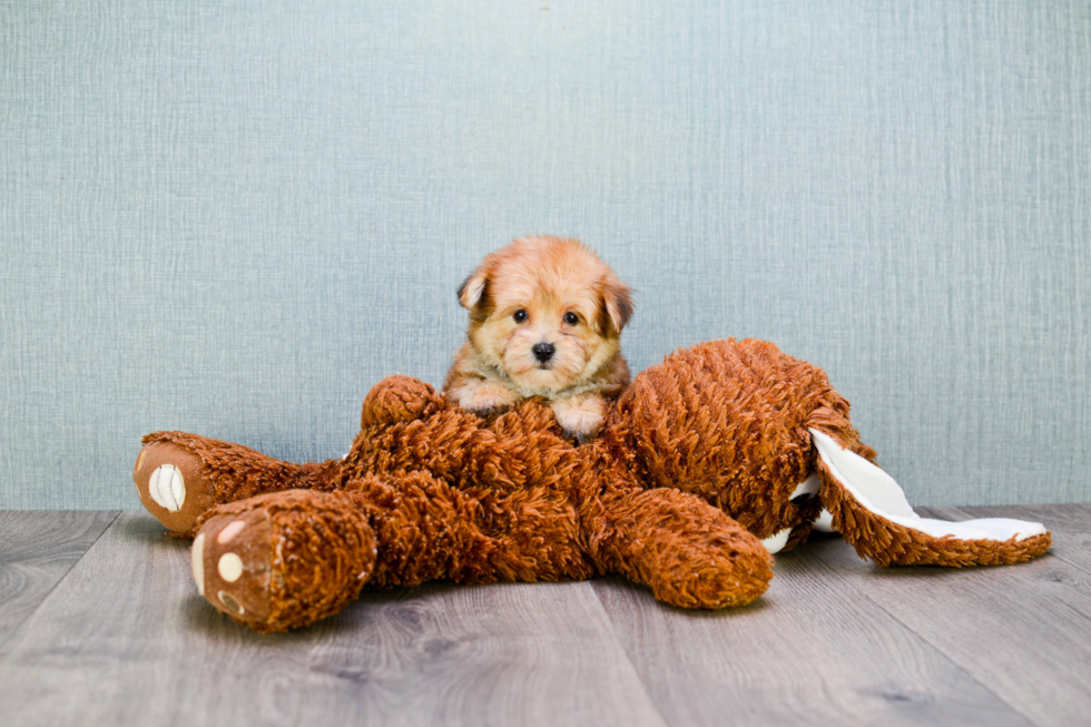 Morkie Pup Being Cute