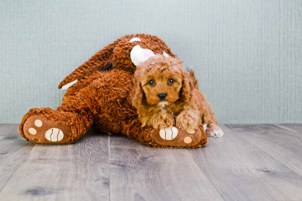 Petite Cavapoo Poodle Mix Pup