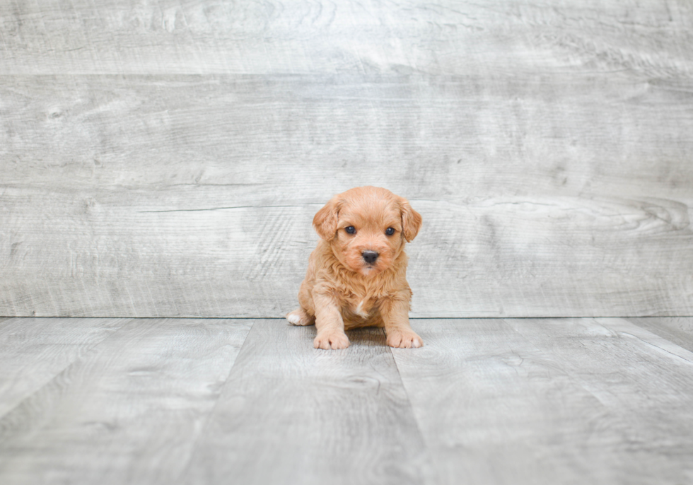 Cavapoo Puppy for Adoption