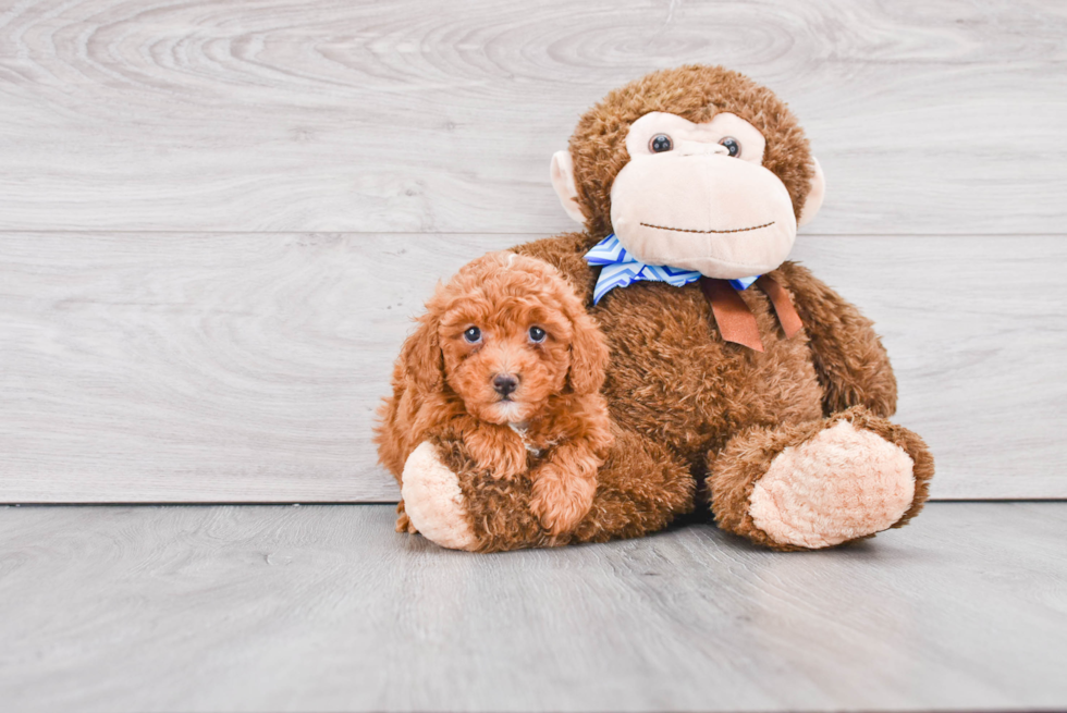 Funny Mini Goldendoodle Poodle Mix Pup