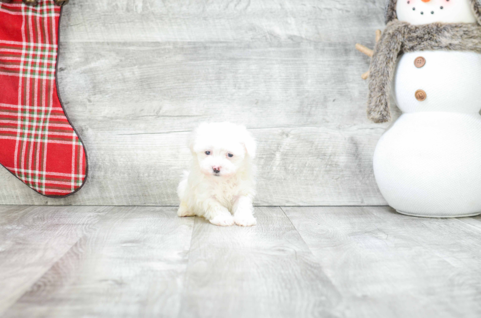 Akc Registered Havanese Baby