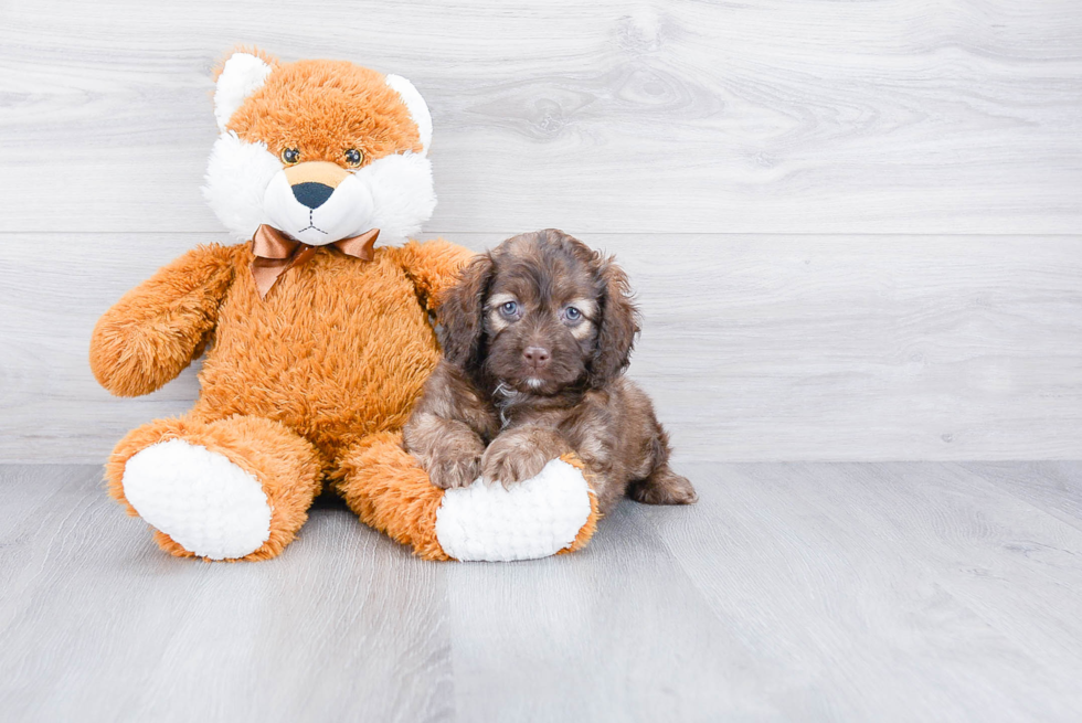 Hypoallergenic Cockerpoo Poodle Mix Puppy