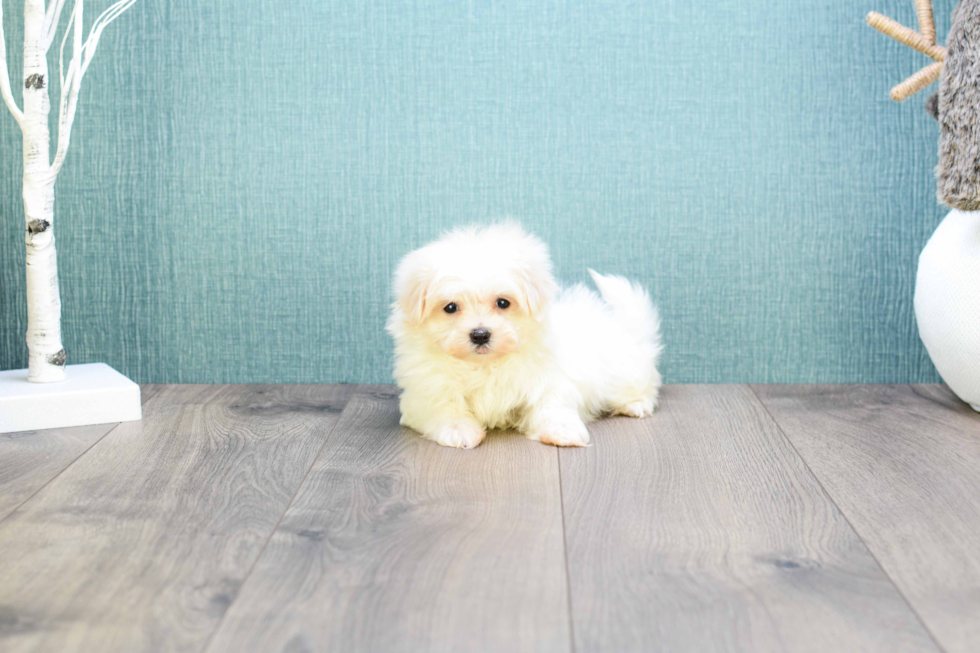 Cute Maltese Purebred Puppy