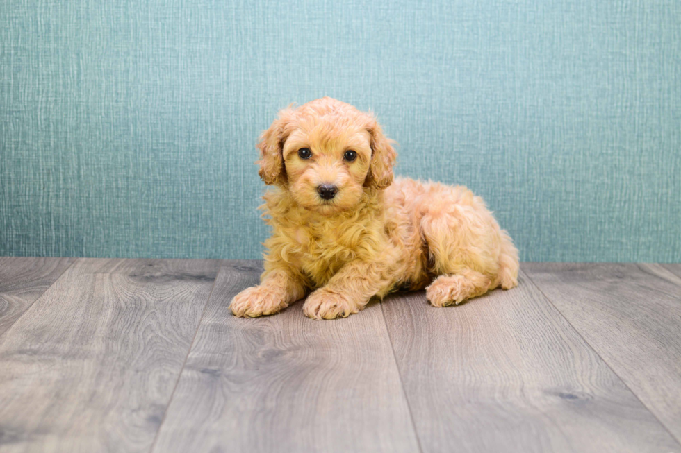 Mini Goldendoodle Pup Being Cute