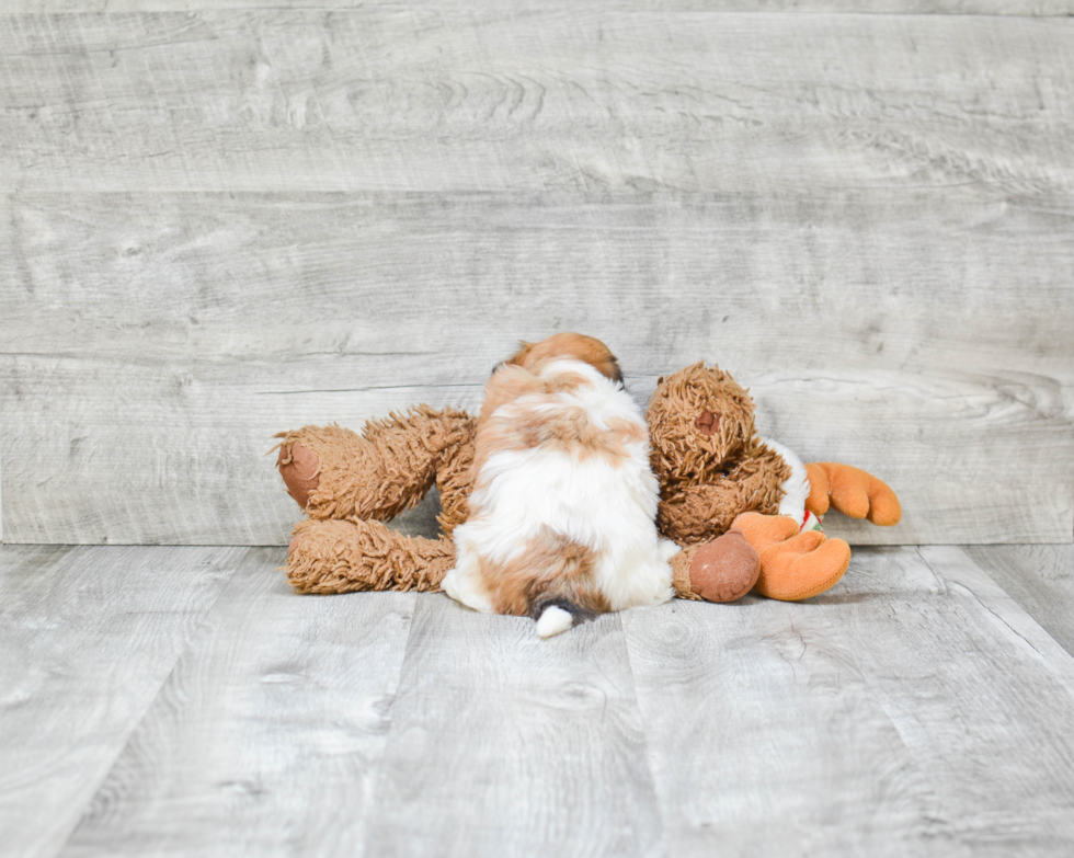 Little Havanese Baby