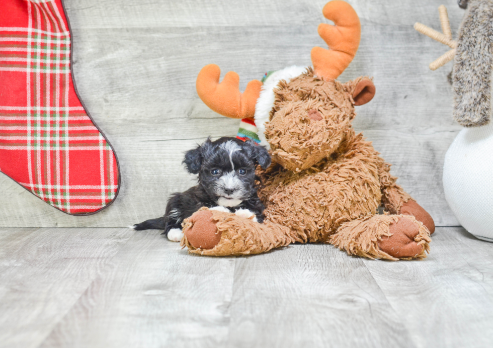 Sweet Havanese Purebred Puppy