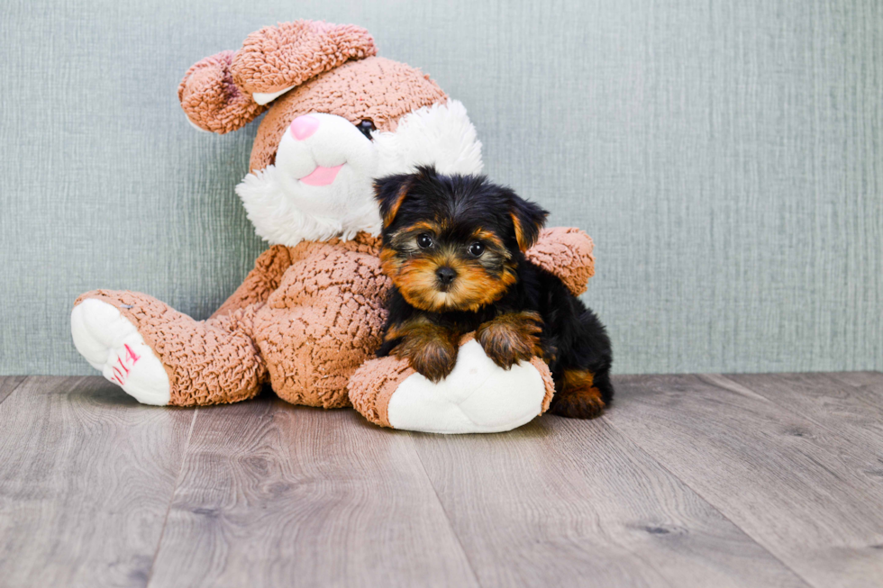 Meet Beckham - our Yorkshire Terrier Puppy Photo 