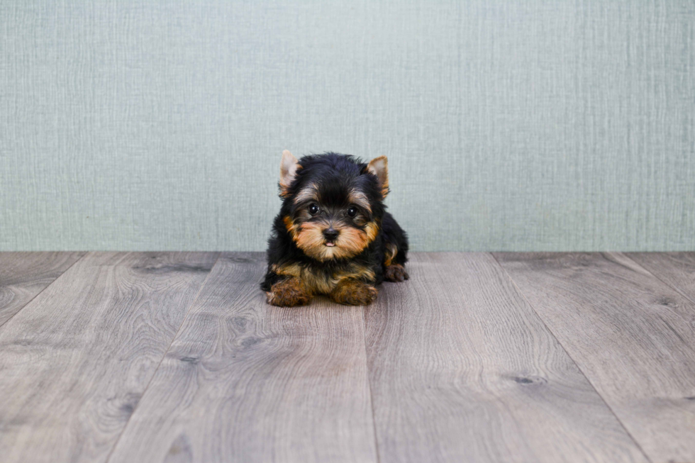 Meet Victoria - our Yorkshire Terrier Puppy Photo 