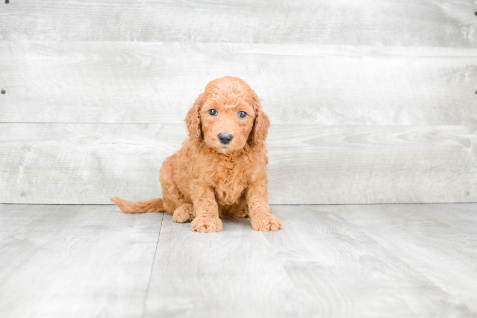 Mini Goldendoodle Puppy for Adoption