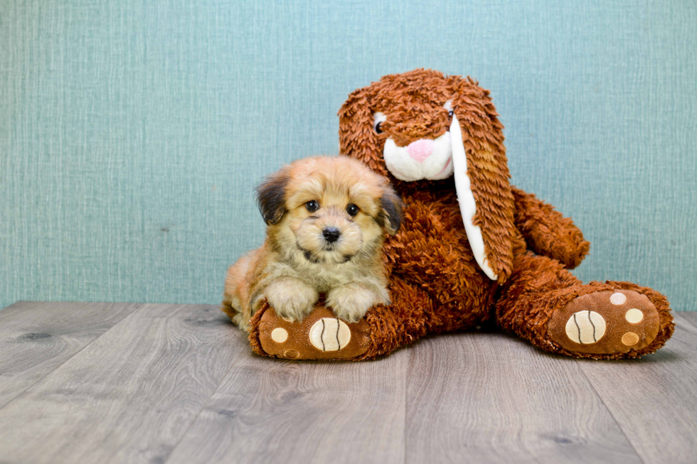 Friendly Morkie Baby