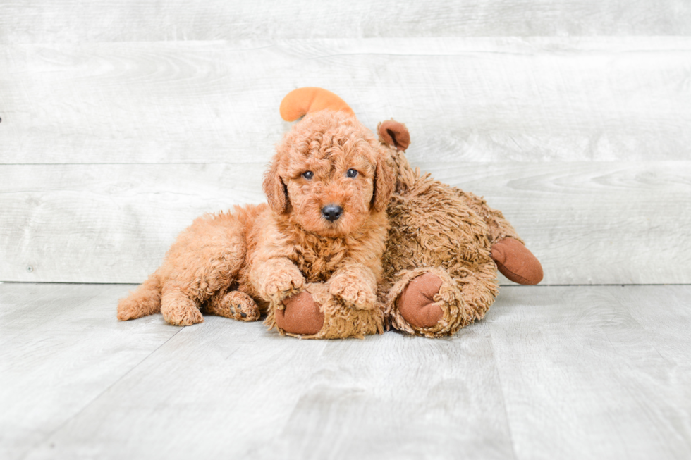 Mini Goldendoodle Pup Being Cute