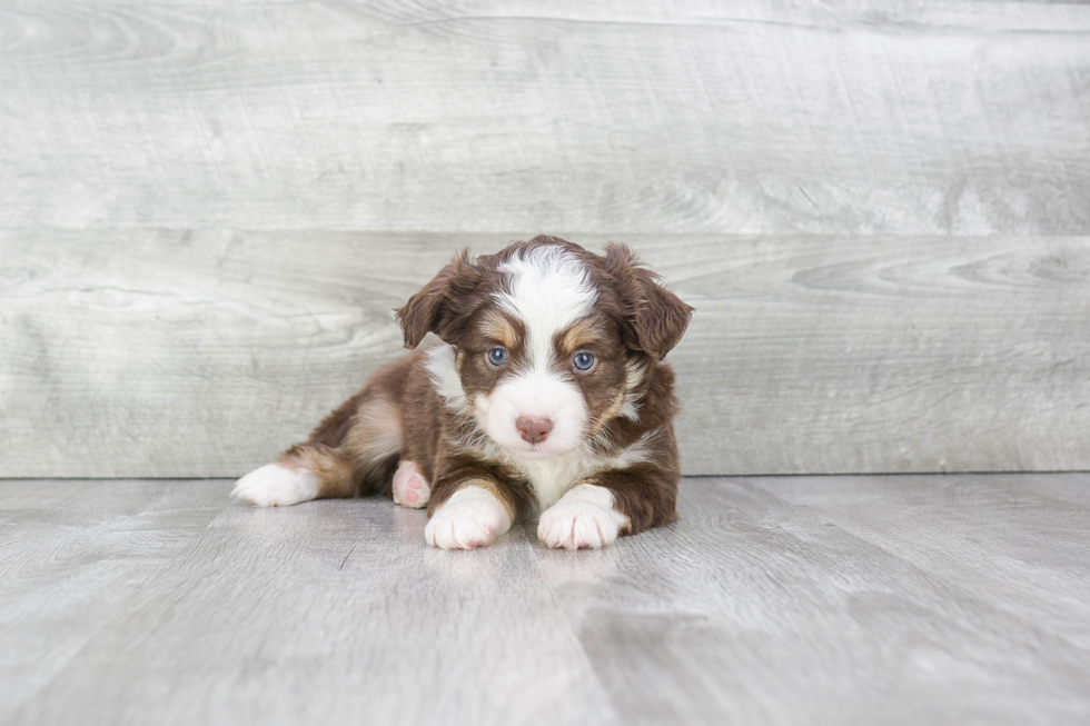 Small Mini Aussiedoodle Baby