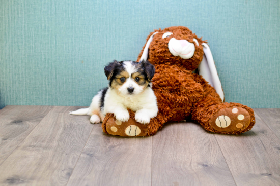 Morkie Puppy for Adoption