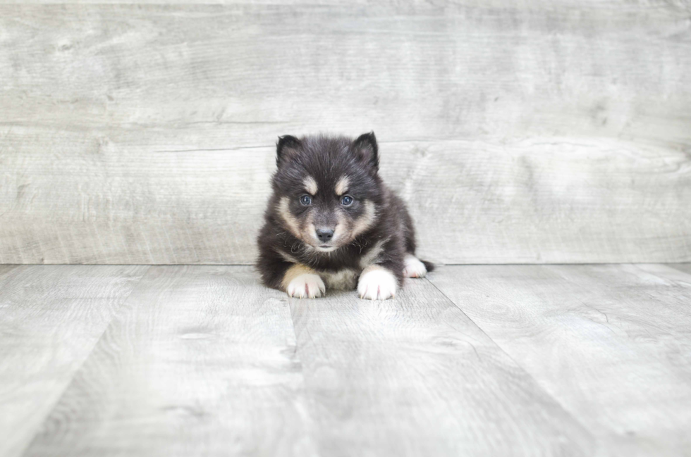 Popular Pomsky Designer Pup