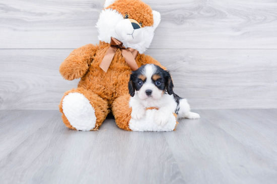 Little Cavalier King Charles Spaniel Purebred Pup