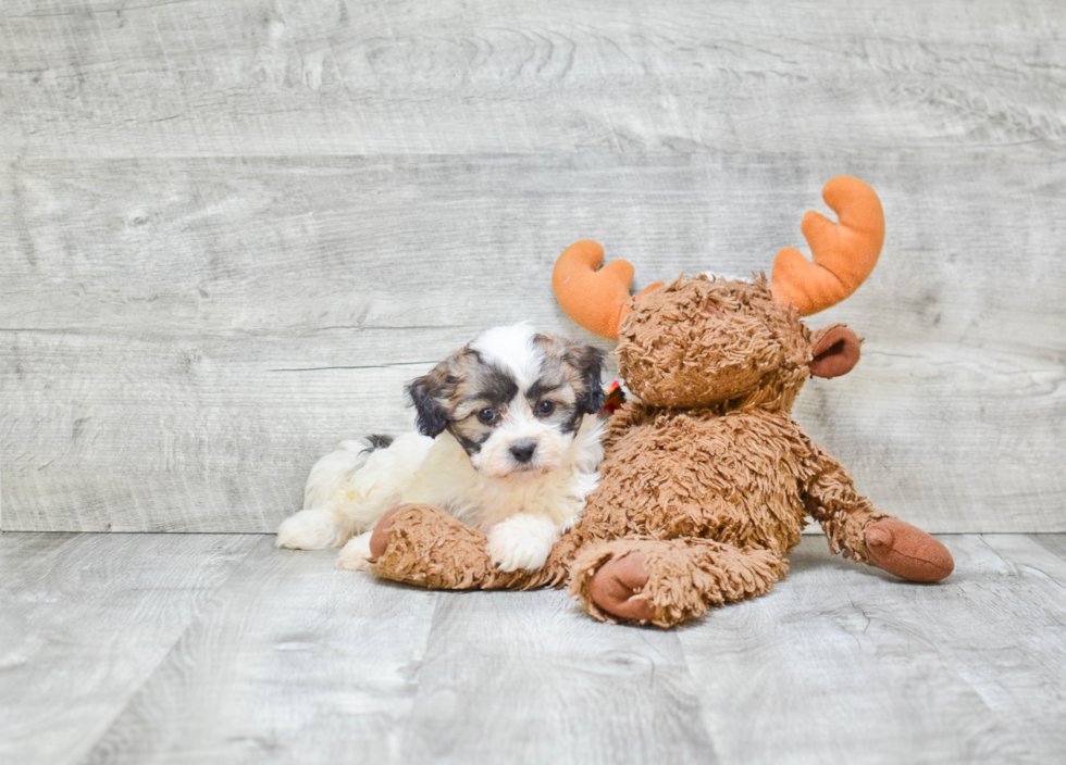 Teddy Bear Pup Being Cute