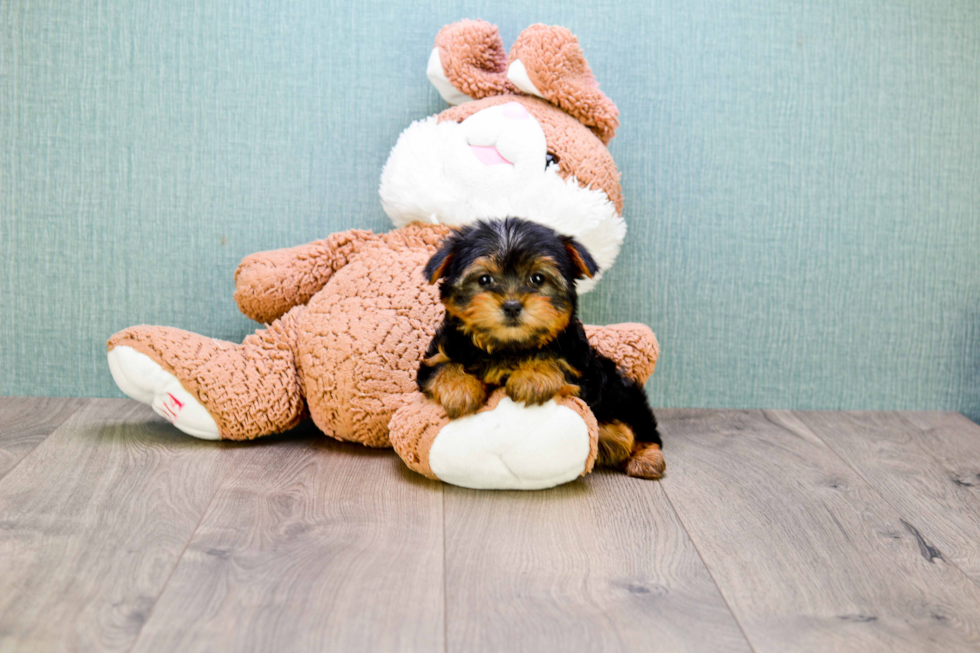 Meet Bella - our Yorkshire Terrier Puppy Photo 