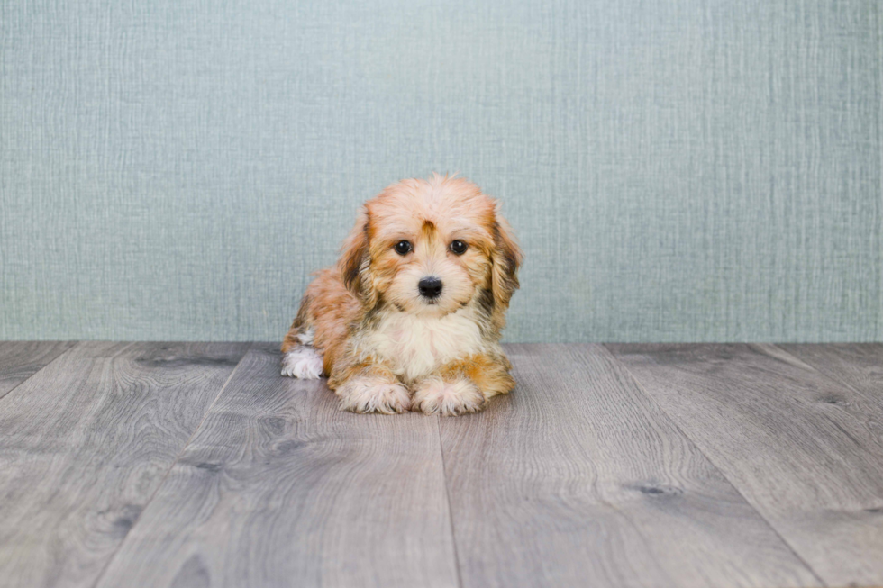 Morkie Pup Being Cute