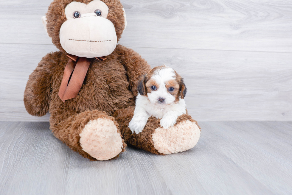 Teddy Bear Pup Being Cute