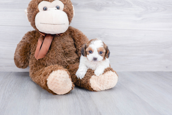 Teddy Bear Pup Being Cute