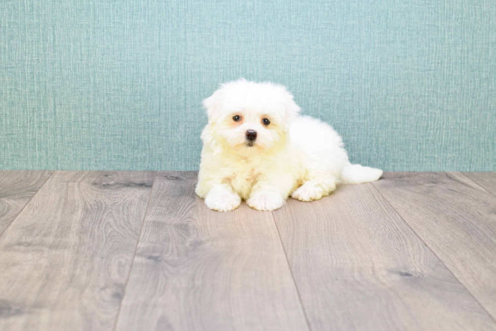 Maltese Puppy for Adoption