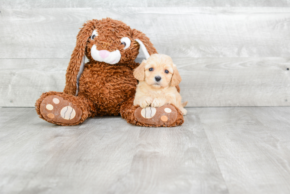 Cavachon Pup Being Cute